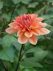 Image showing Flowering Dahlia (or Georgina) of terracotta color in the flower