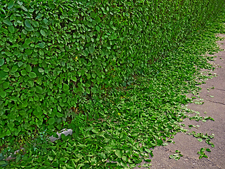 Image showing Live green fence from the bushes after spring pruning