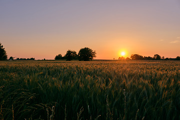 Image showing Late spring sunset with cereal field in foreground