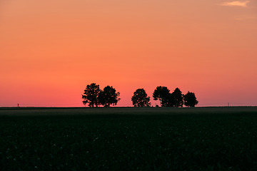 Image showing Late spring sunset with cereal field in foreground