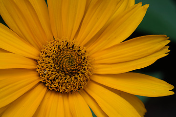 Image showing Rough Oxeye(Heliopsis helianthoides) closeup