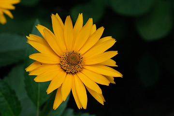 Image showing Rough Oxeye(Heliopsis helianthoides) closeup