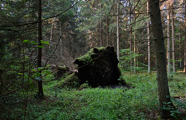 Image showing Fresh Alder tree mixed forest in summer