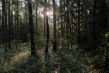 Image showing Frash Alder tree mixed forest in summer