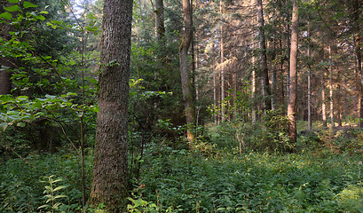 Image showing Frash Alder tree mixed forest in summer
