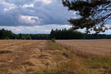 Image showing Rye field in sunset light