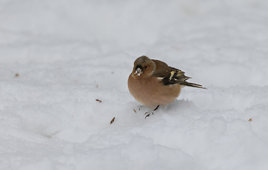 Image showing Common Chaffinch(Fringilla coelebs) in snow