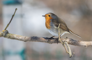 Image showing European robin (Erithacus rubecula) in snow