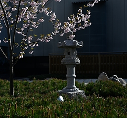 Image showing sakura blossoms and a stone lantern in a traditional Japanese ga