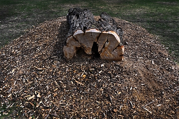 Image showing lying tree trunk in the park