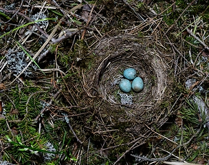 Image showing birds nest with three eggs in the forest