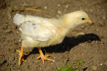 Image showing Baby chick 