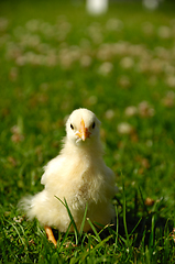 Image showing Baby chick on green grass