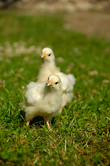 Image showing Two baby chicks on green grass