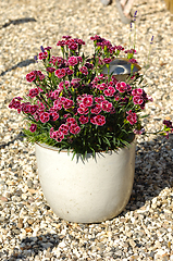 Image showing Flowers in a pot