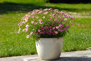 Image showing Flowers in pot and green grass