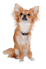 Image showing chihuahua dog is sitting on a white background