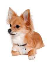 Image showing chihuahua dog is resting on a white background