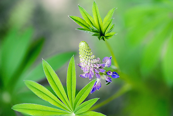 Image showing A shot of  lupin, lupine or regionally as bluebonnet