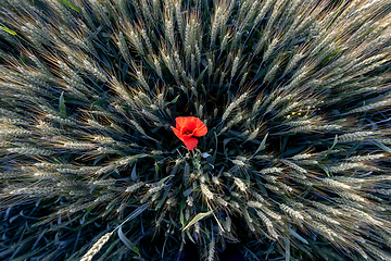 Image showing  A red poppy in a field. Top view