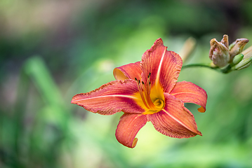 Image showing Blooming daylily (day lily)