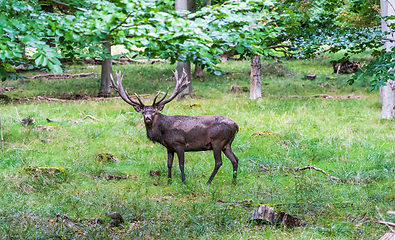 Image showing A deer in the forest