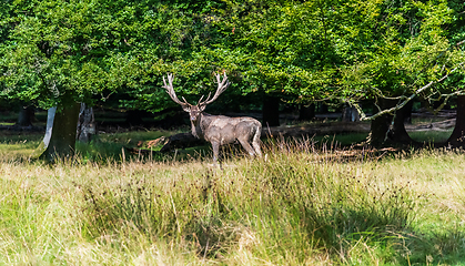 Image showing A deer in the forest