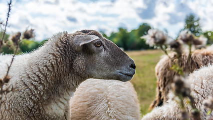 Image showing The head of the sheep.