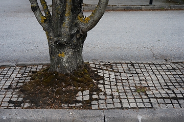 Image showing urban trees growing on asphalt