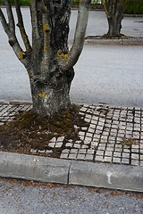 Image showing urban trees growing on asphalt