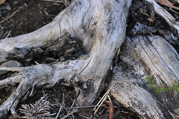 Image showing Roots_1