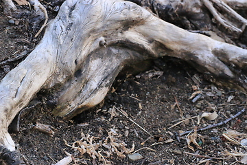 Image showing Roots_3