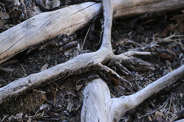 Image showing Roots_4