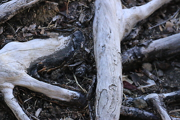 Image showing Roots_5