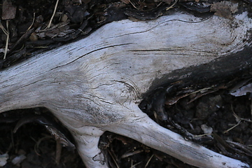 Image showing Roots_12