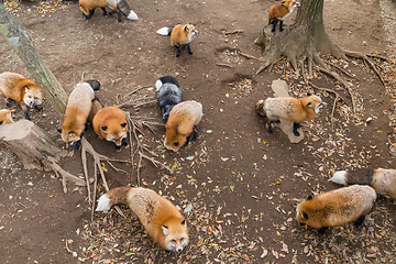 Image showing Fox eating snack together 