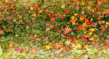 Image showing Maple leave on ground