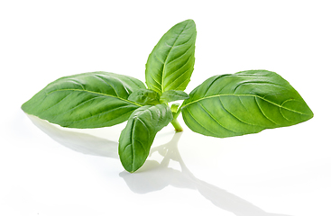 Image showing fresh green basil leaf