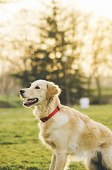 Image showing Dog in the park