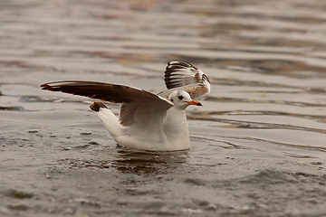 Image showing Chroicocephalus ridibundus on water