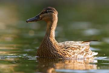 Image showing closeup of mallard duck hen