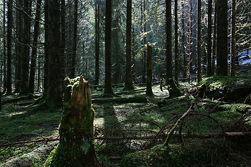 Image showing creepy forest image