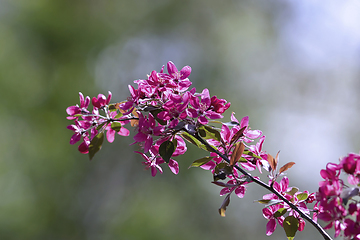 Image showing japanese cherry flowers