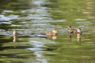 Image showing mallard duck chicks on pond