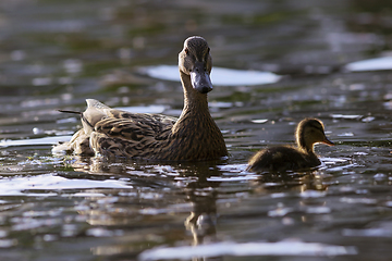 Image showing mallard duck with chick