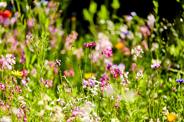 Image showing beautiful field flowers in summer garden