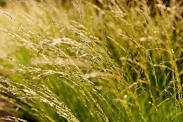 Image showing sunny summer field with grass or herbs