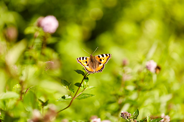 Image showing small tortoiseshell butterfly in summer garden