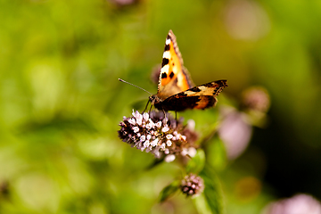 Image showing small tortoiseshell butterfly in summer garden