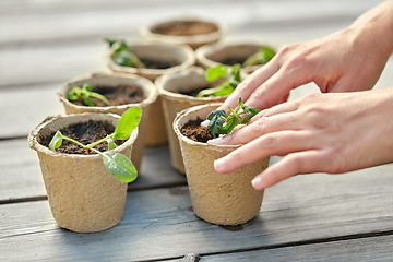 Image showing hands and seedlings in starter pots with soil